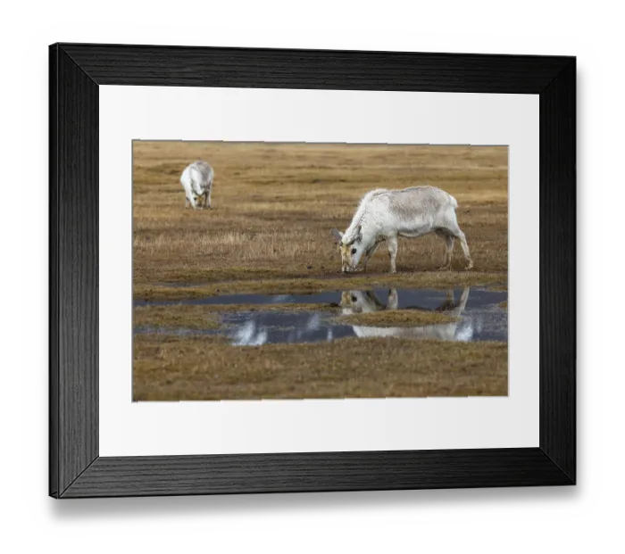Framed Print : Svalbard skink (Rangifer tarandus platyrhynchus) reflected in the water Framed Print : Svalbard skink (Rangifer tarandus platyrhynchus) reflected in the water