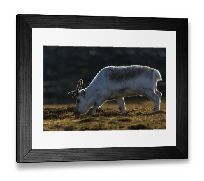 Framed Print : Svalbard skink (Rangifer tarandus platyrhynchus)