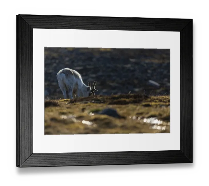 Framed Print : Svalbard roe deer (Rangifer tarandus platyrhynchus) grazing on the water Framed Print : Svalbard roe deer (Rangifer tarandus platyrhynchus) grazing on the water