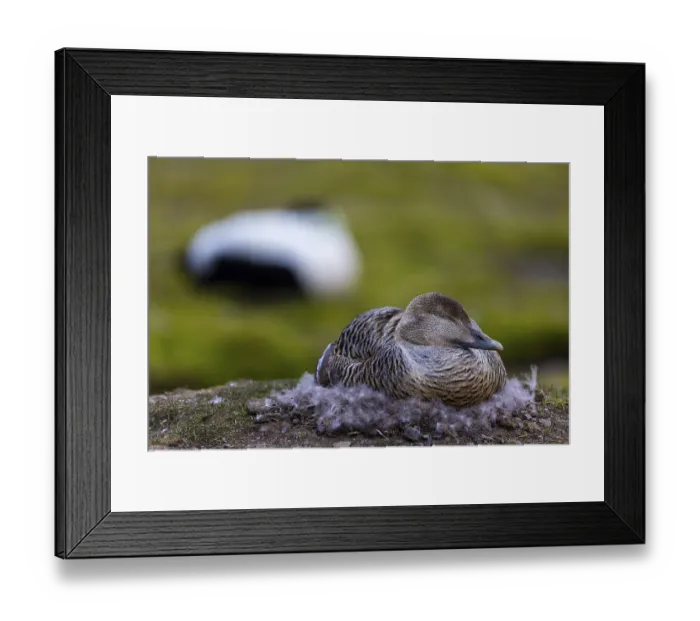 Framed Print : Eider duck (Somateria mollissima) Framed Print : Eider duck (Somateria mollissima)