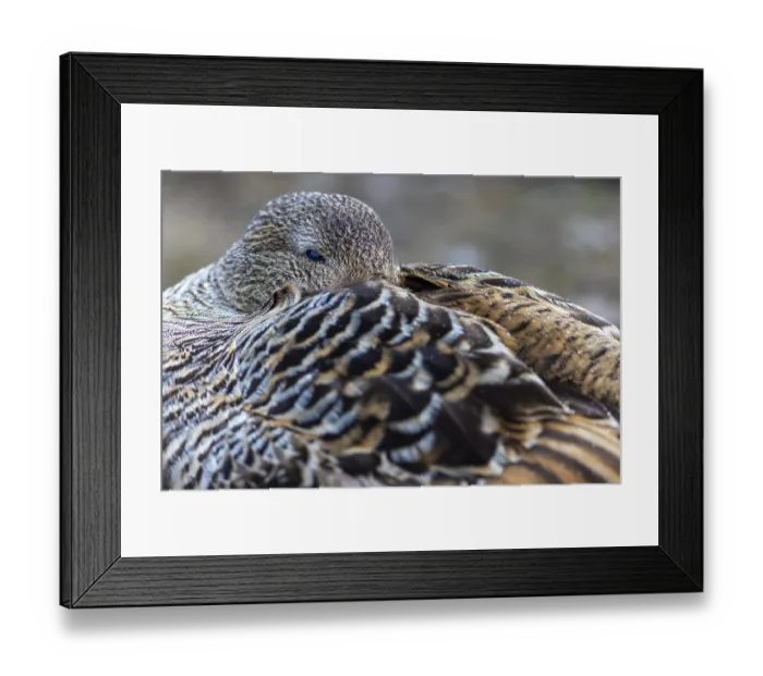Framed Print : Eider duck (Somateria mollissima) Framed Print : Eider duck (Somateria mollissima)