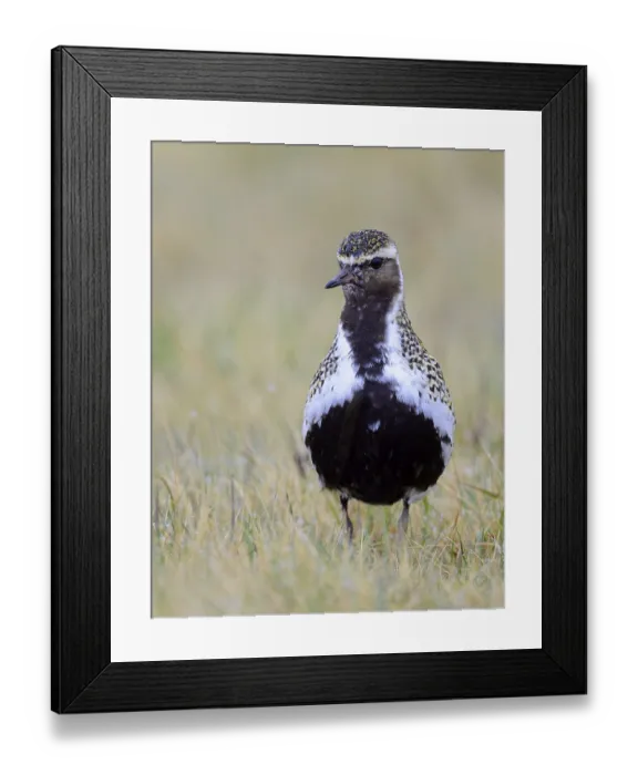 Framed Print : Eurasian golden plover (Pluvialis apricaria) is in the grass Framed Print : Eurasian golden plover (Pluvialis apricaria) is in the grass