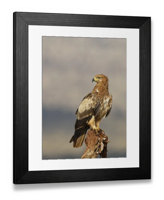 Framed Print : Tawny eagle (Aquila rapax) sits on branch Framed Print : Tawny eagle (Aquila rapax) sits on branch
