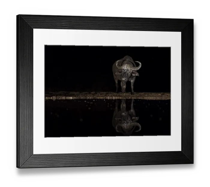 Framed Print : Cape buffalo (Syncerus caffer) at waterhole at night Framed Print : Cape buffalo (Syncerus caffer) at waterhole at night