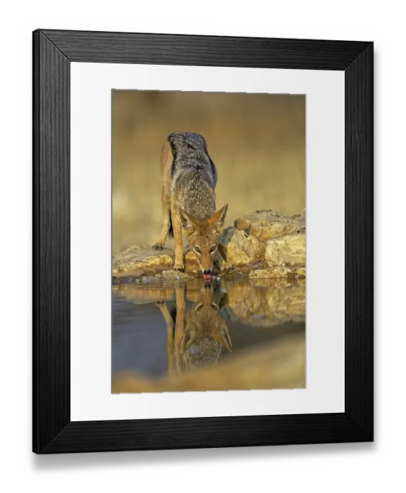 Framed Print : Black-backed Jackal (Canis mesomelas) drinking at the waterhole