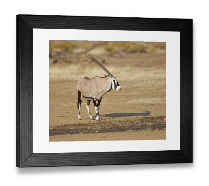 Framed Print : Gemsbok (Oryx gazella) at waterhole