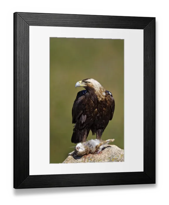 Framed Print : Spanish imperial eagle (Aquila adalberti) with captured hare on a rock Framed Print : Spanish imperial eagle (Aquila adalberti) with captured hare on a rock