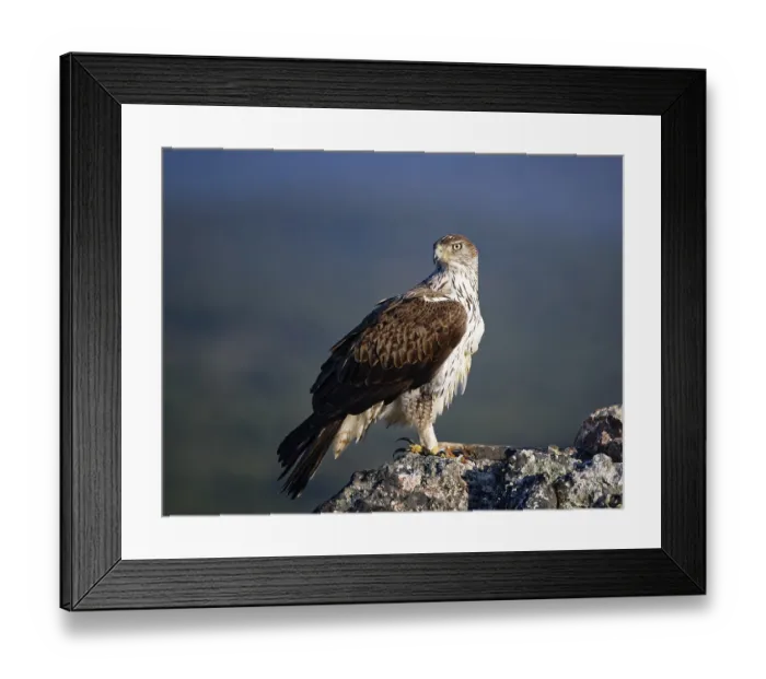 Framed Print : Bonelli's eagle (Aquila fasciata) looking for rocks Framed Print : Bonelli's eagle (Aquila fasciata) looking for rocks