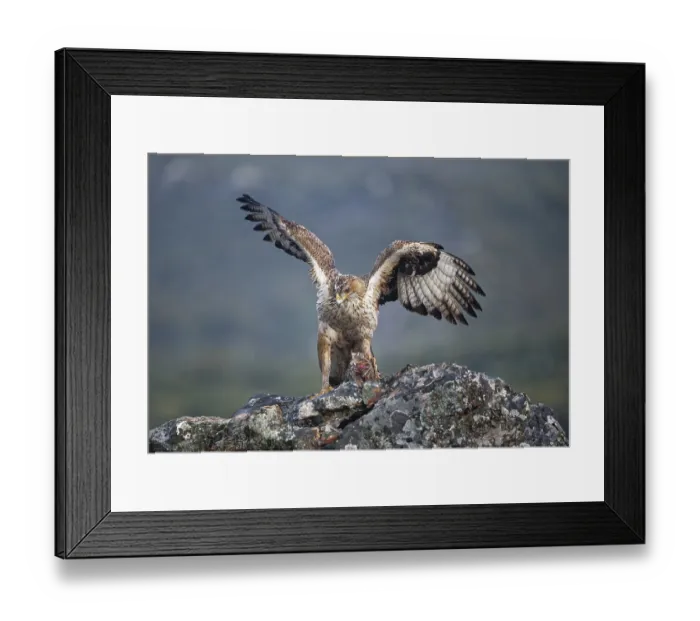 Framed Print : Bonelli's eagle (Aquila fasciata)