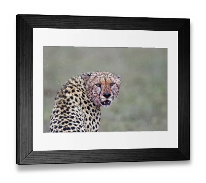 Framed Print : Cheetah (Acinonyx jubatus) after eating in the rain