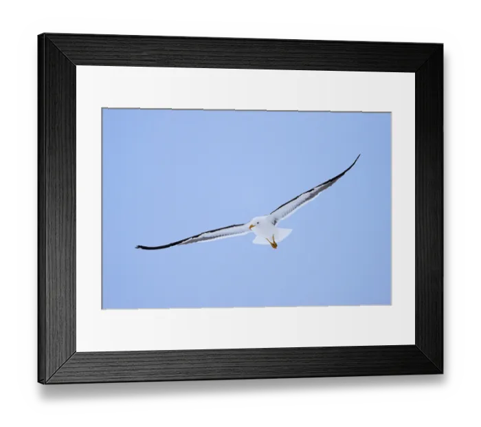Framed Print : Flying Lesser black-backed gull (Larus fuscus fuscus) in flight