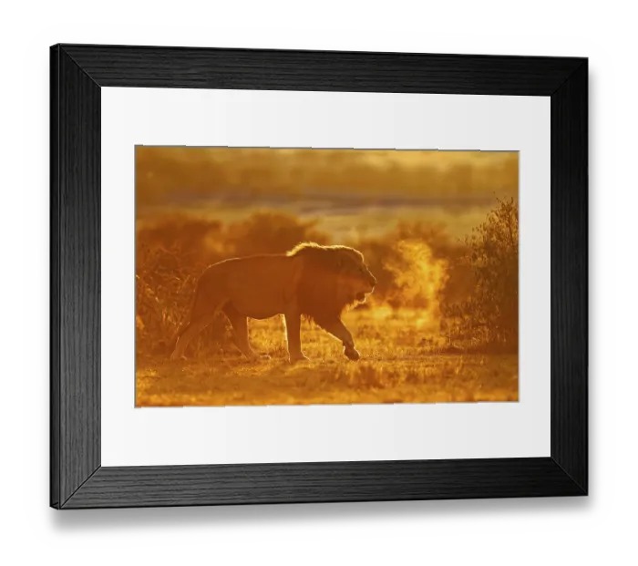 Framed Print : Maned lion at sunrise, Masai Mara Game Reserve Framed Print : Maned lion at sunrise, Masai Mara Game Reserve