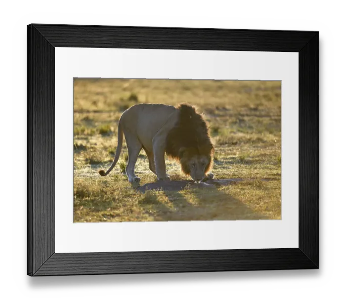Framed Print : Mane (Panthera leo) drinks at sunrise in the grass savannah from a puddle of rain