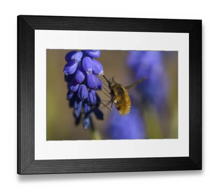 Framed Print : 8854038