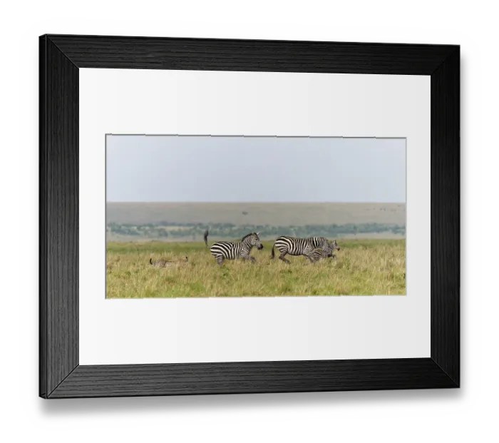 Framed Print : Cheetah (Acinonyx jubatus) trying to hunt a young zebra