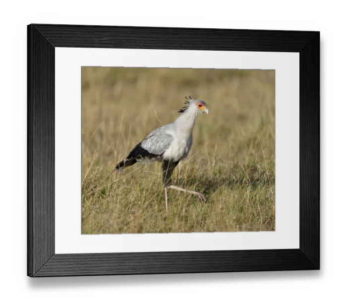 Framed Print : Secretary bird (Sagittarius serpentarius) Framed Print : Secretary bird (Sagittarius serpentarius)