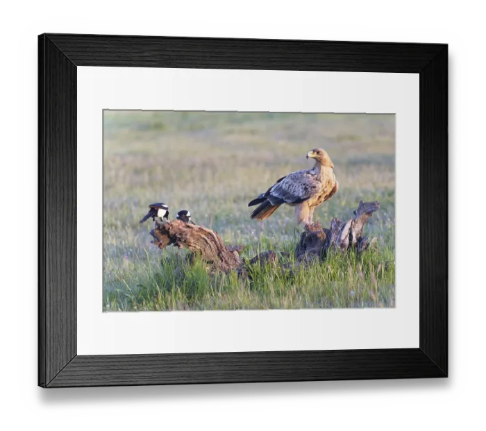 Framed Print : Young Spanish Imperial Eagle (Aquila adalberti)