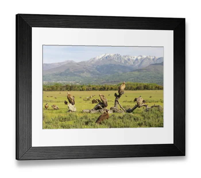 Framed Print : Griffon Vulture (Gyps fulvus), and Black Vulture (Aegypius monaschus) on the Luderplatz