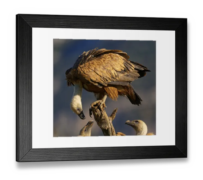 Framed Print : Griffon vulture (Gyps fulvus), group on a tree