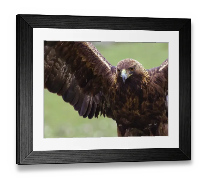 Framed Print : Golden eagle (Aquila chrysaetos) portrait Framed Print : Golden eagle (Aquila chrysaetos) portrait
