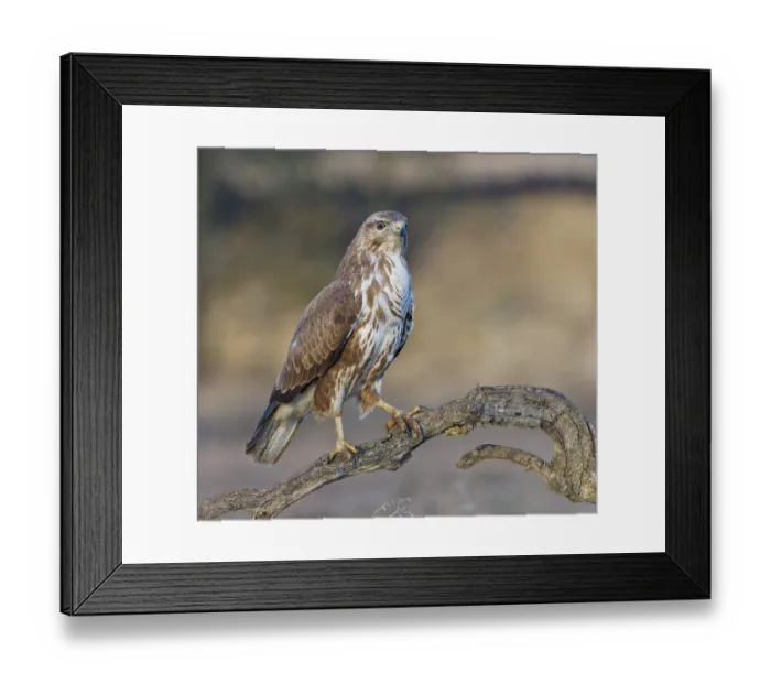 Framed Print : Steppe buzzard (Buteo buteo) on a dry branch