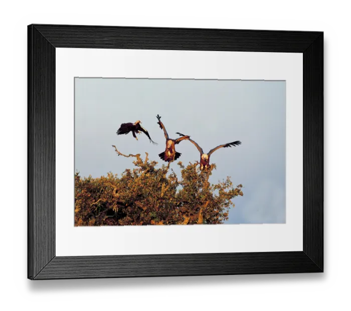 Framed Print : Spanish imperial eagle (Aquila adalberti) in a fight with two griffon vultures on a holm oak in the first morning light
