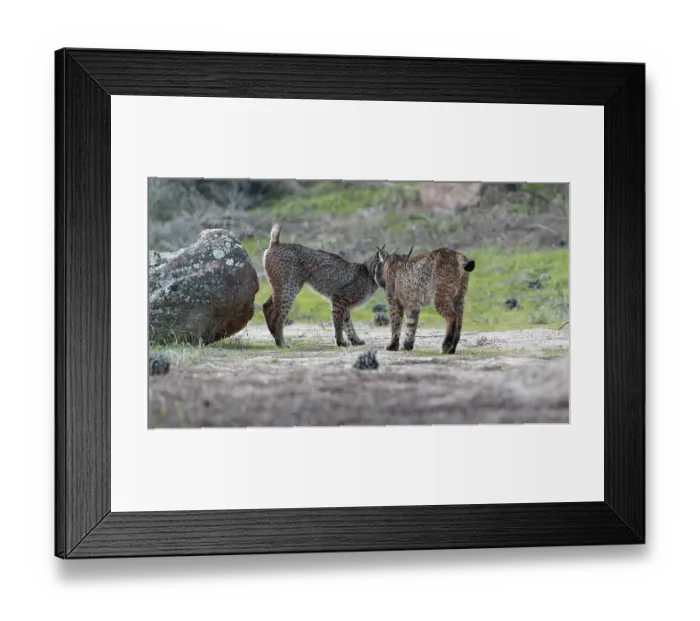 Framed Print : Lynx pardinus, old lynx marking its territory Framed Print : Lynx pardinus, old lynx marking its territory