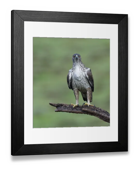 Framed Print : Bonelli's eagle, Aquila, fasciata Framed Print : Bonelli's eagle, Aquila, fasciata