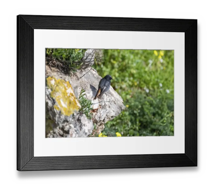 Framed Print : Black redstart (Phoenicurus ochruros)