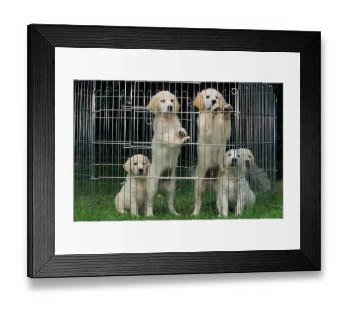 Framed Print : Golden Retriever, puppies in crate Framed Print : Golden Retriever, puppies in crate