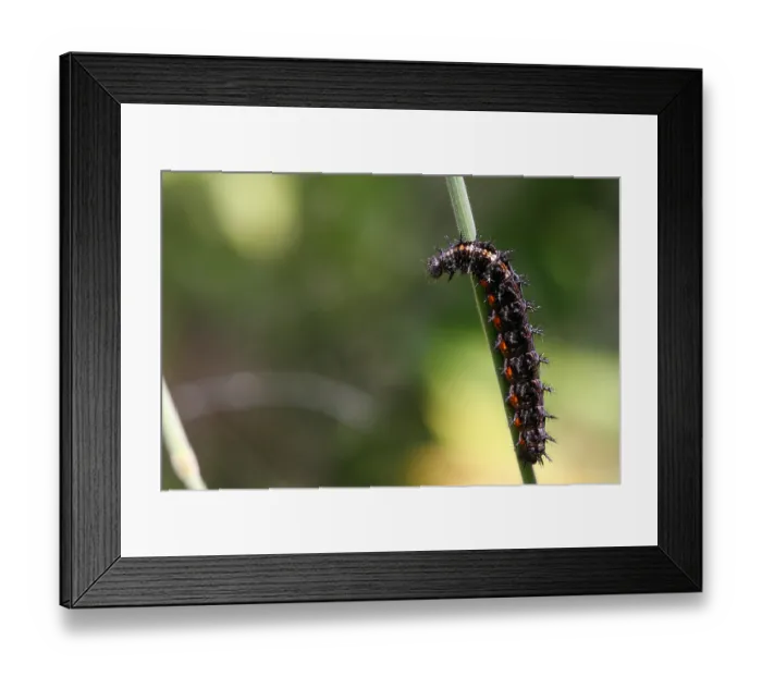 Framed Print : Great mother-of-pearl butterfly (Argynnis aglaja)