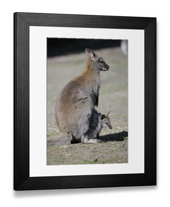 Framed Print : Red-necked Wallaby (Macropus rufogriseus) Framed Print : Red-necked Wallaby (Macropus rufogriseus)
