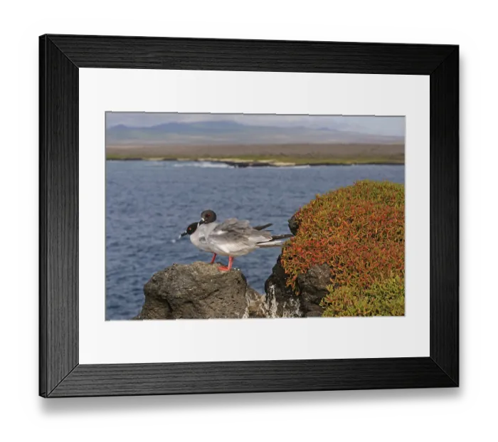 Framed Print : Swallow-tailed Gull (Creagrus furcatus)