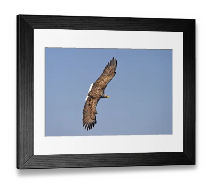 Framed Print : White-tailed eagle (Haliaeetus albicilla) Framed Print : White-tailed eagle (Haliaeetus albicilla)