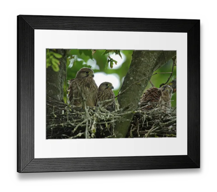 Framed Print : Kestrel