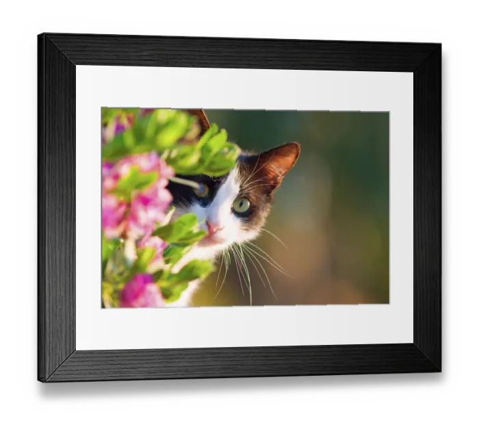 Framed Print : Domestic cat