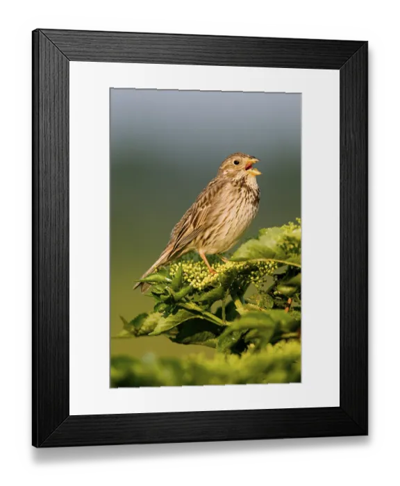 Framed Print : Corn Bunting