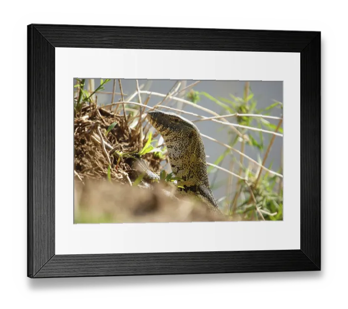 Framed Print : Nile Guard