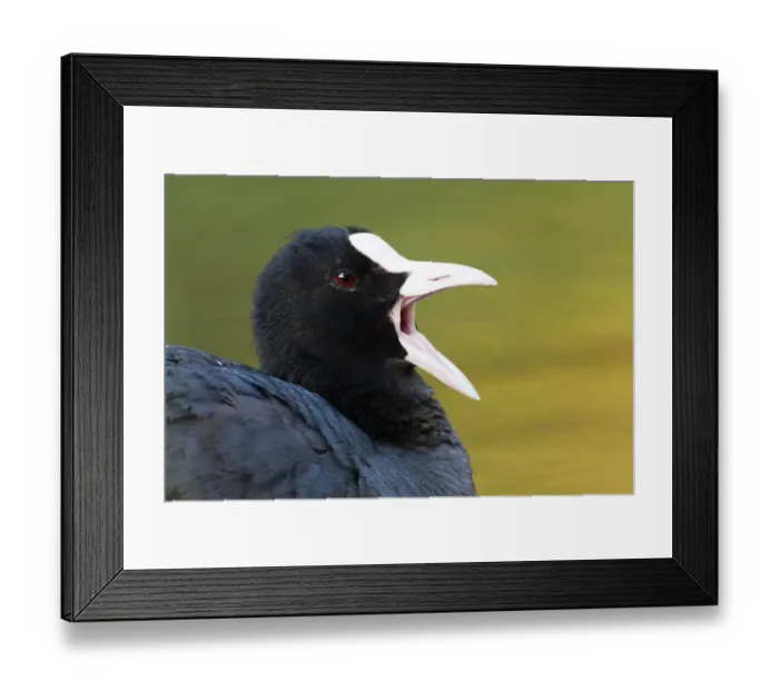 Framed Print : Eurasian Coot Framed Print : Eurasian Coot