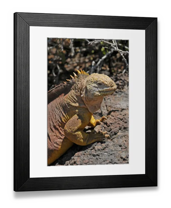 Framed Print : Druze Head, Fernandina Island, Galapagos