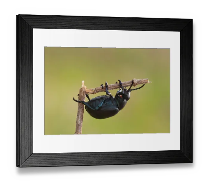 Framed Print : Black beetle