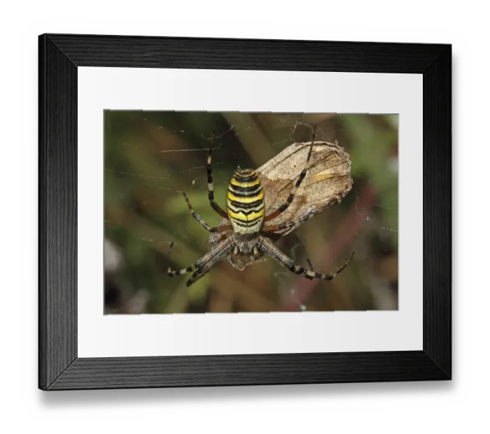 Framed Print : Wasp spider (Argiope bruennichi)