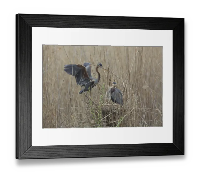 Framed Print : Purple Heron