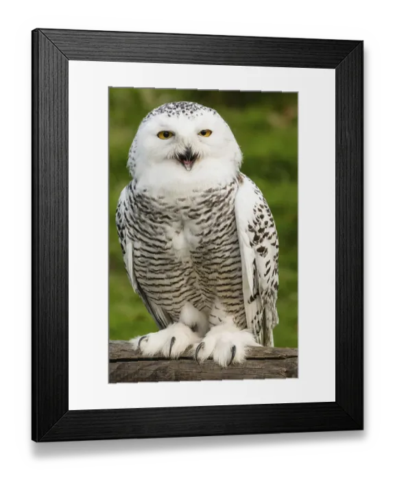 Framed Print : Snowy owl