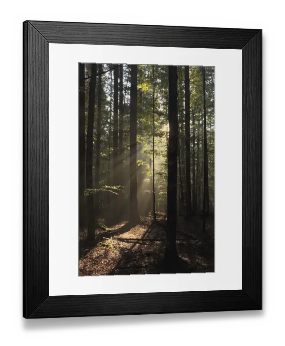 Framed Print : Mixed forest, Mittelsteigutte