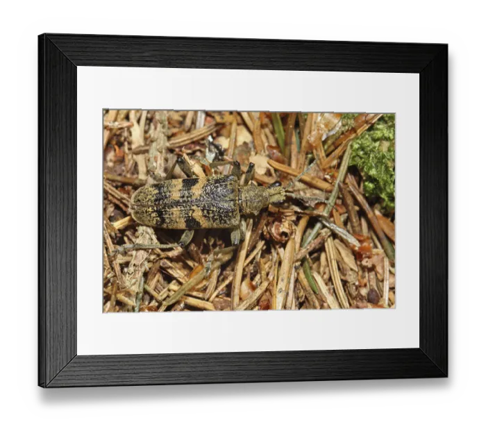 Framed Print : Hardwood tongs