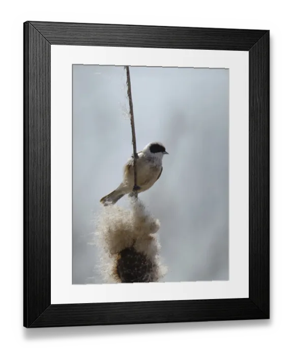 Framed Print : Eurasian Penduline Tit (Remiz pendulinus)