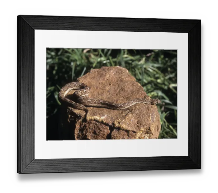 Framed Print : Indian Saw Scaled Viper (Echis carinatus) Tamil Nadu
