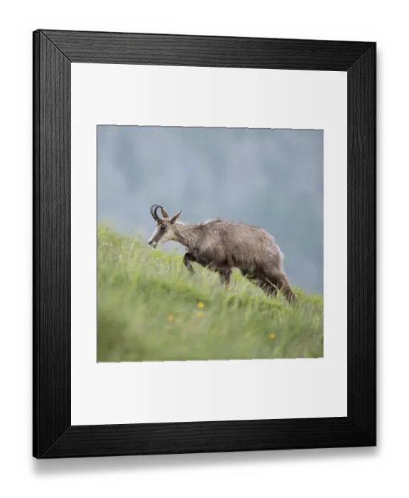 Framed Print : Labourious ascent... Chamois (Rupicapra rupicapra) Framed Print : Labourious ascent... Chamois (Rupicapra rupicapra)