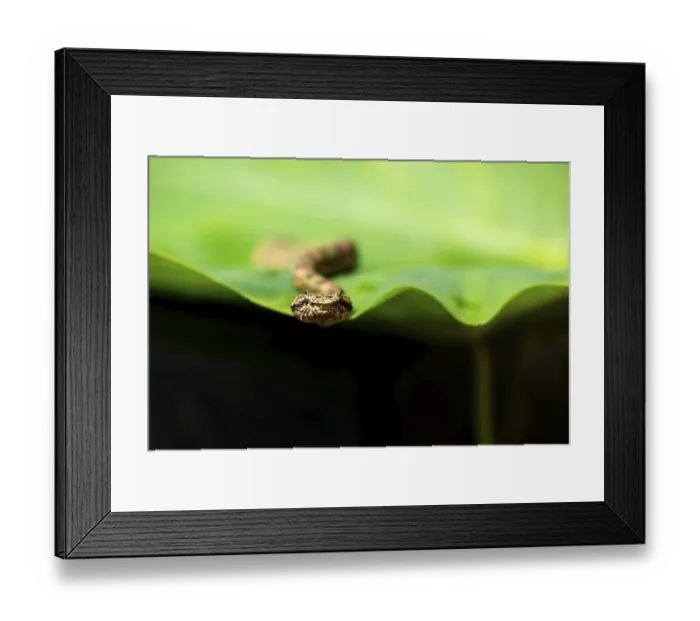 Framed Print : Animal, arboreal, camouflage, captive animal Framed Print : Animal, arboreal, camouflage, captive animal